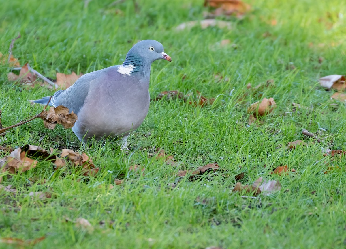 Common Wood-Pigeon - ML392356131