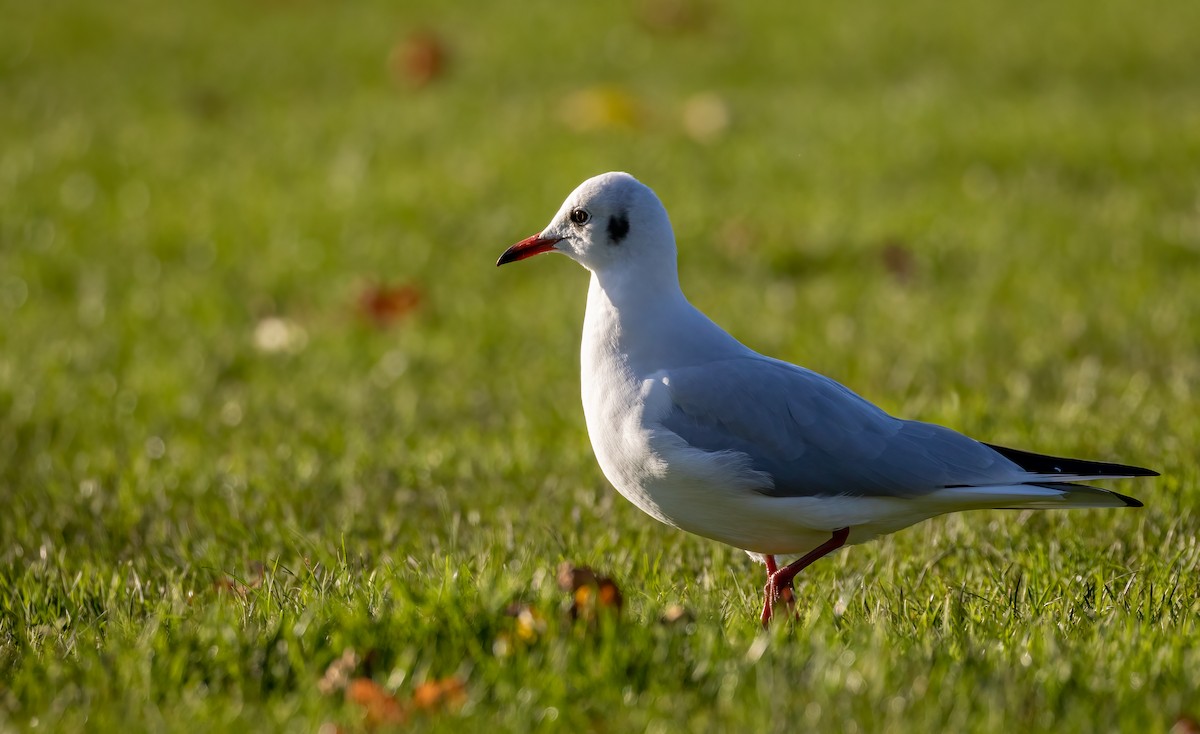 Black-headed Gull - ML392356231