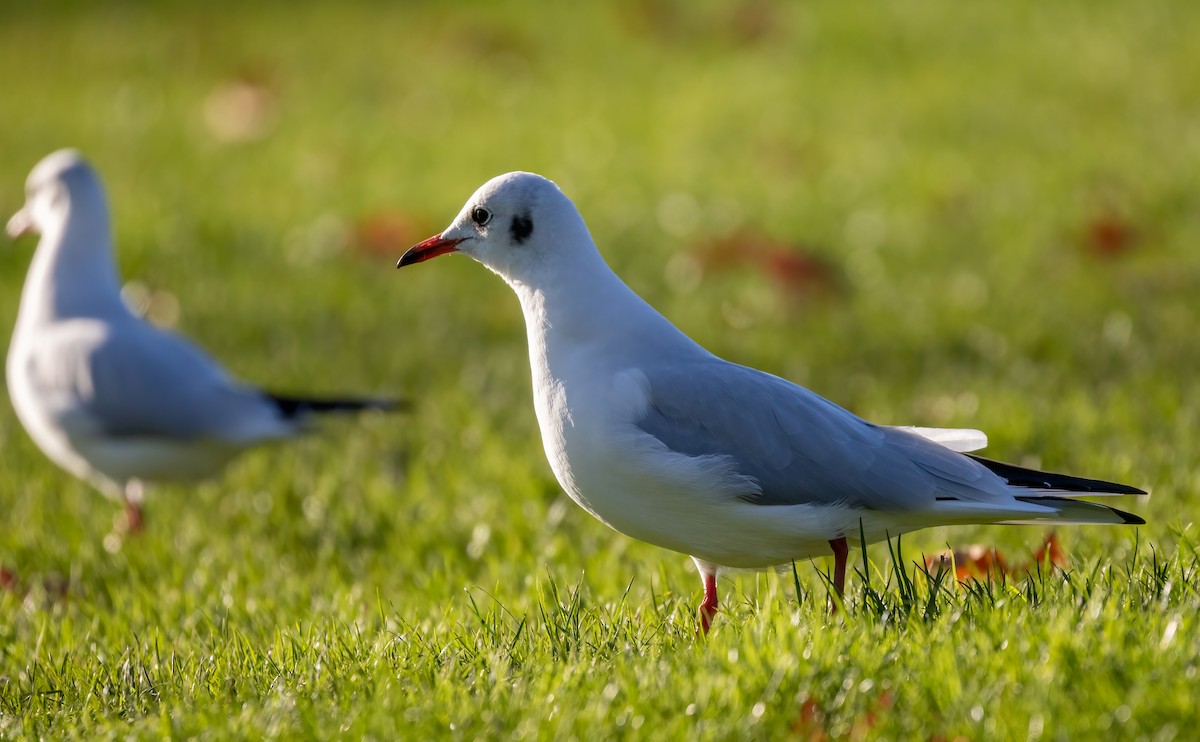 Black-headed Gull - ML392356241