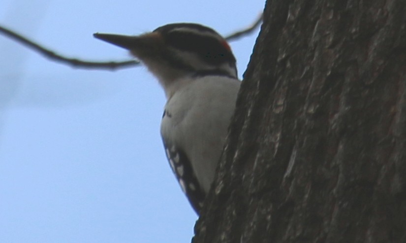 Hairy Woodpecker - ML392356281