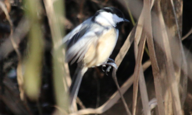 Black-capped Chickadee - ML392356871