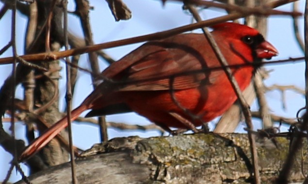 Northern Cardinal - ML392357831