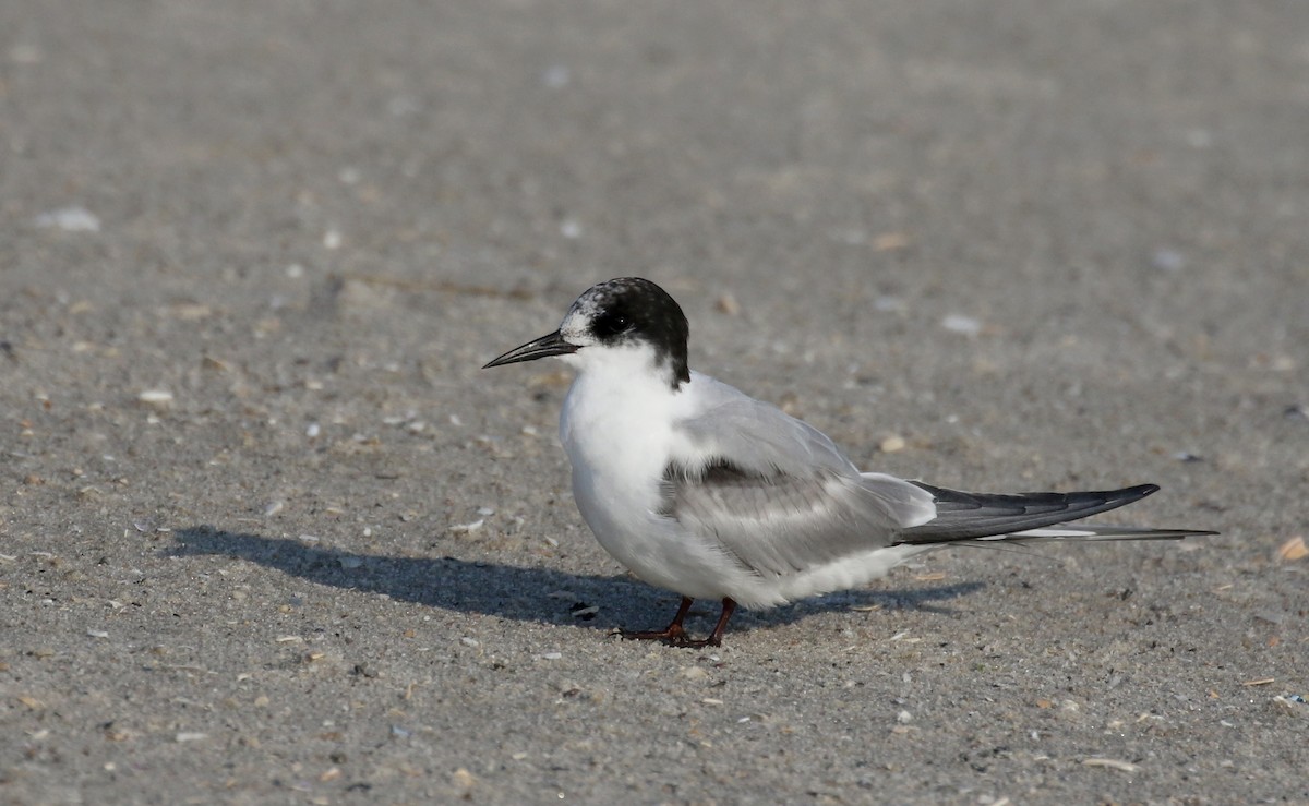 Arctic Tern - Jay McGowan