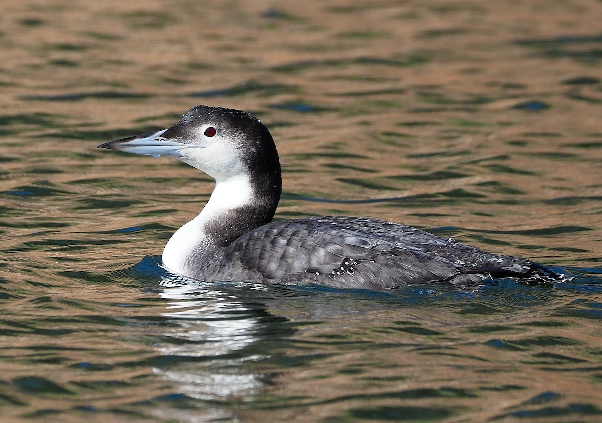 Common Loon - ML392362431