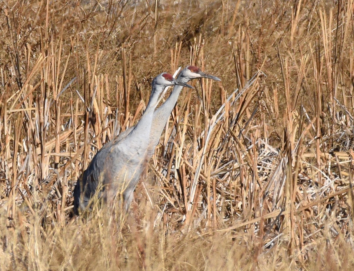 Sandhill Crane (tabida/rowani) - ML392363071