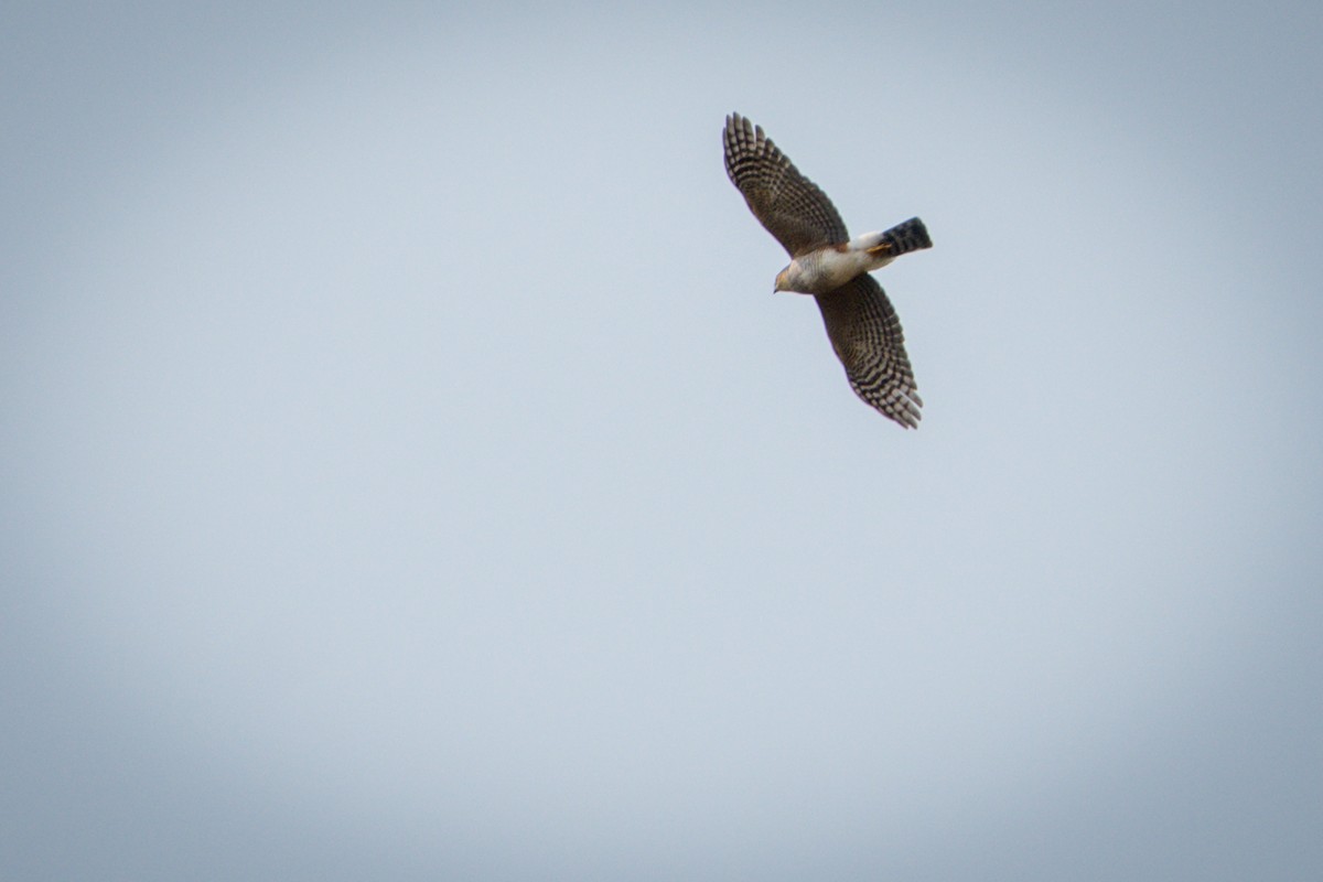 Sharp-shinned Hawk - ML392363391