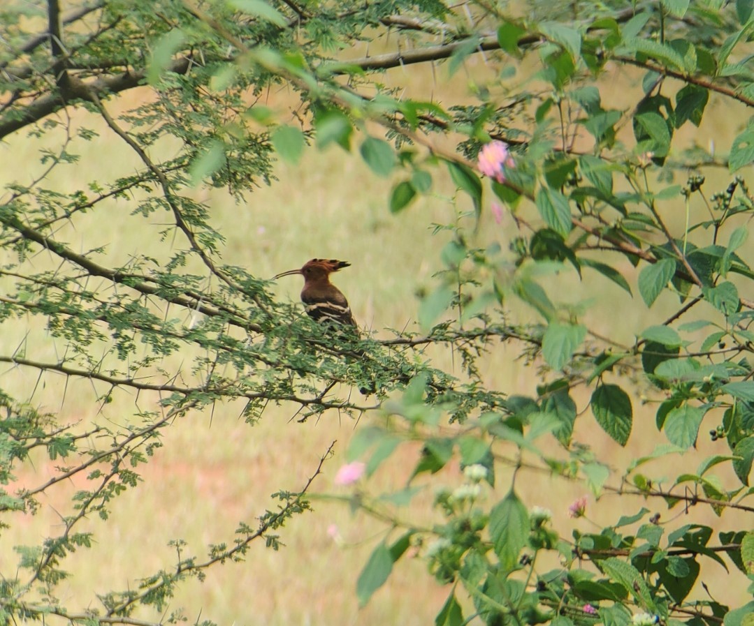 Eurasian Hoopoe - ML392364211