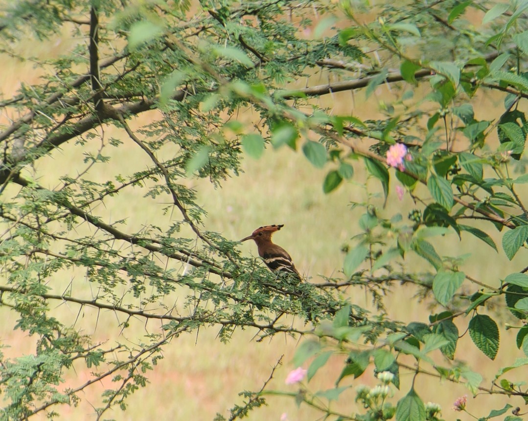 Eurasian Hoopoe - ML392364221