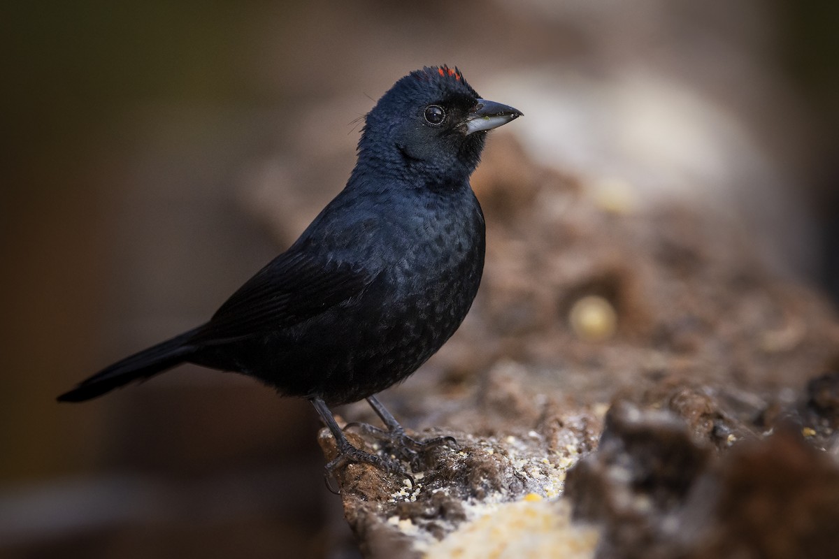 Ruby-crowned Tanager - ADRIAN GRILLI