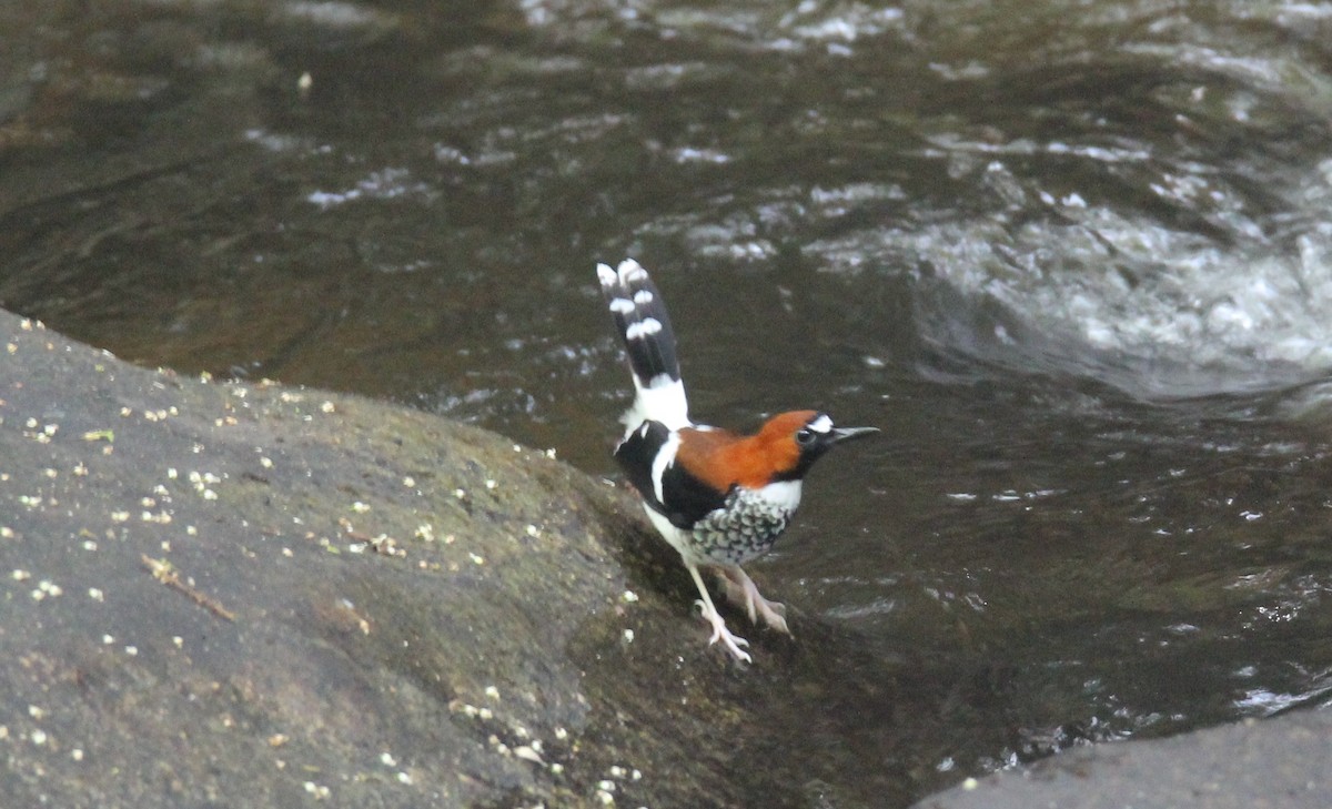 Chestnut-naped Forktail - Ng SH