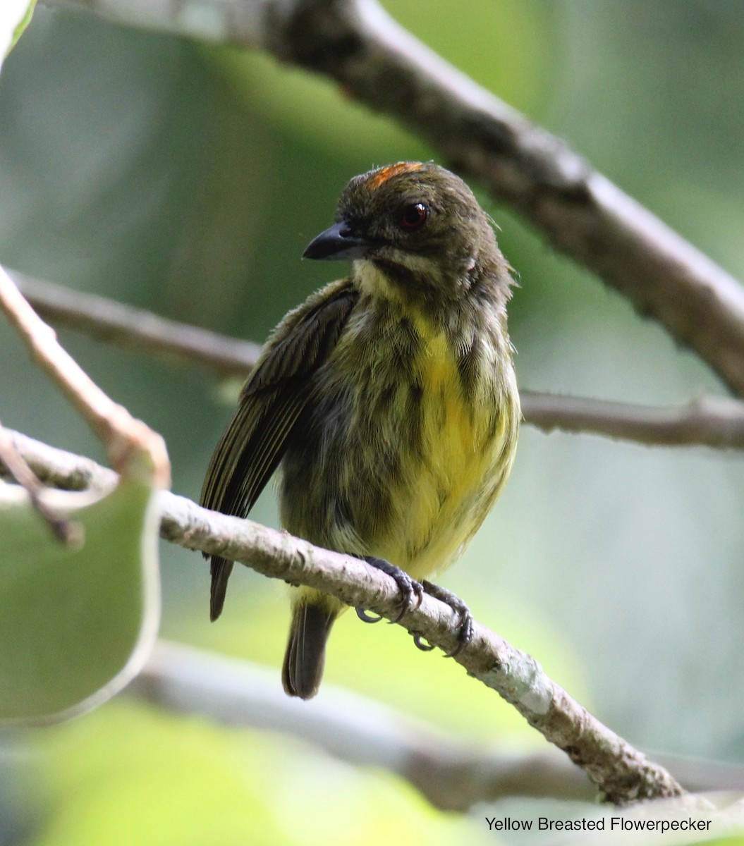 Yellow-breasted Flowerpecker - Ng SH