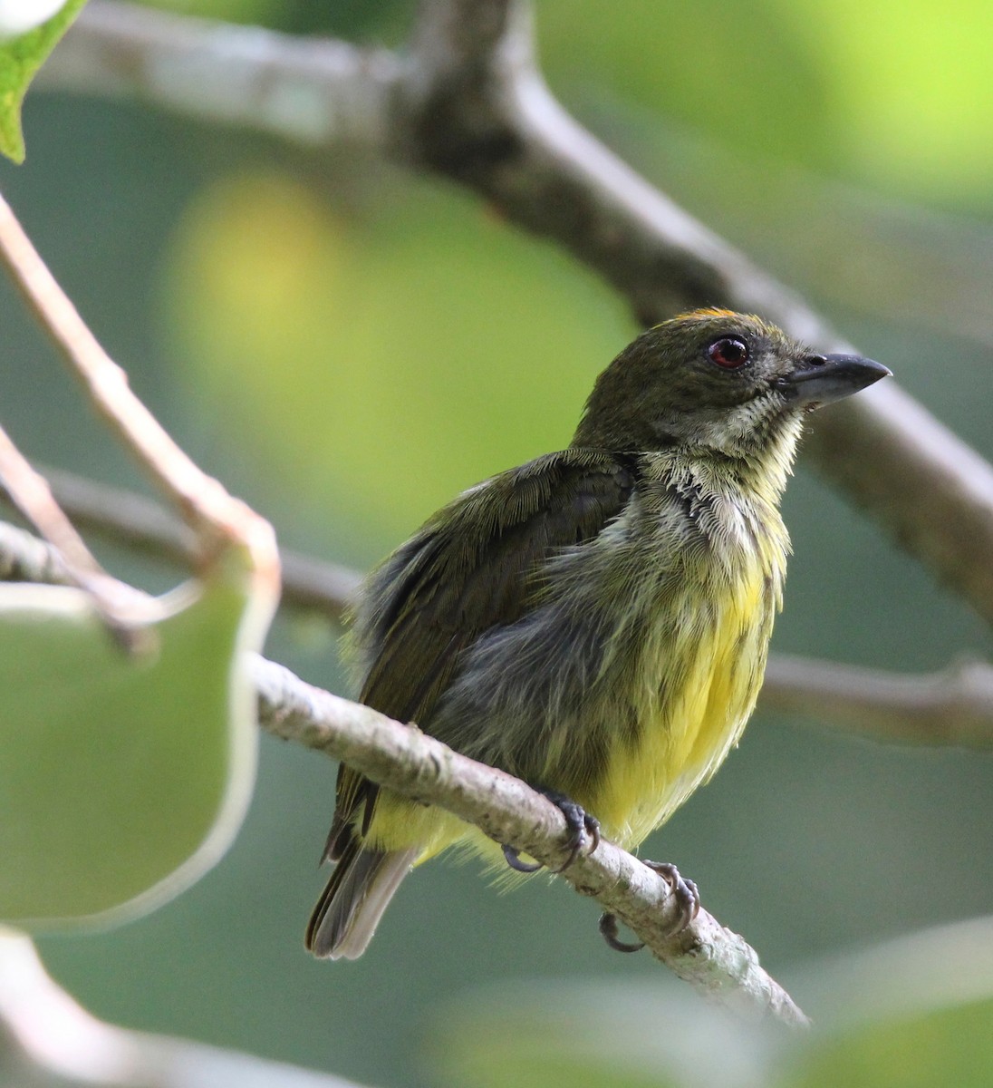 Yellow-breasted Flowerpecker - Ng SH