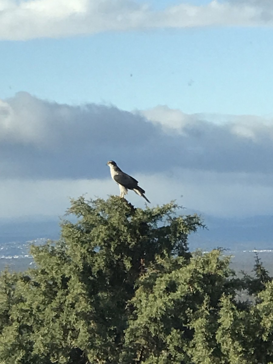 American Goshawk - ML392366671