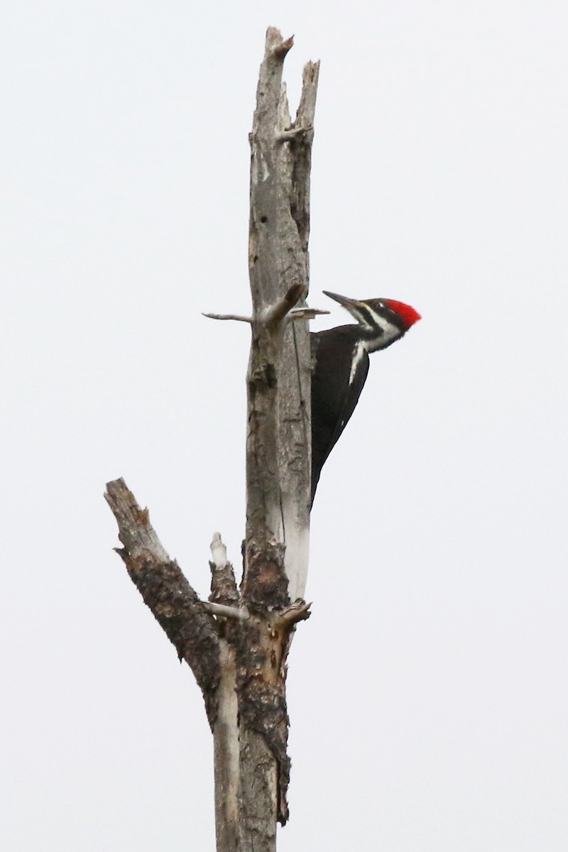 Pileated Woodpecker - ML392366941