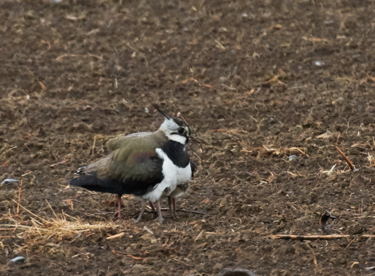 Northern Lapwing - ML39236801