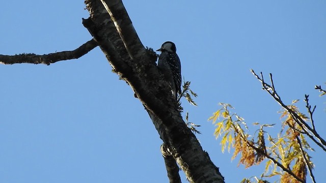 Red-cockaded Woodpecker - ML392368401