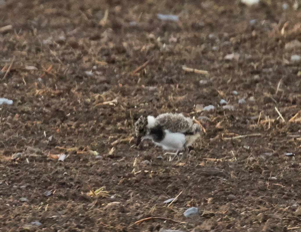 Northern Lapwing - Brooke Miller