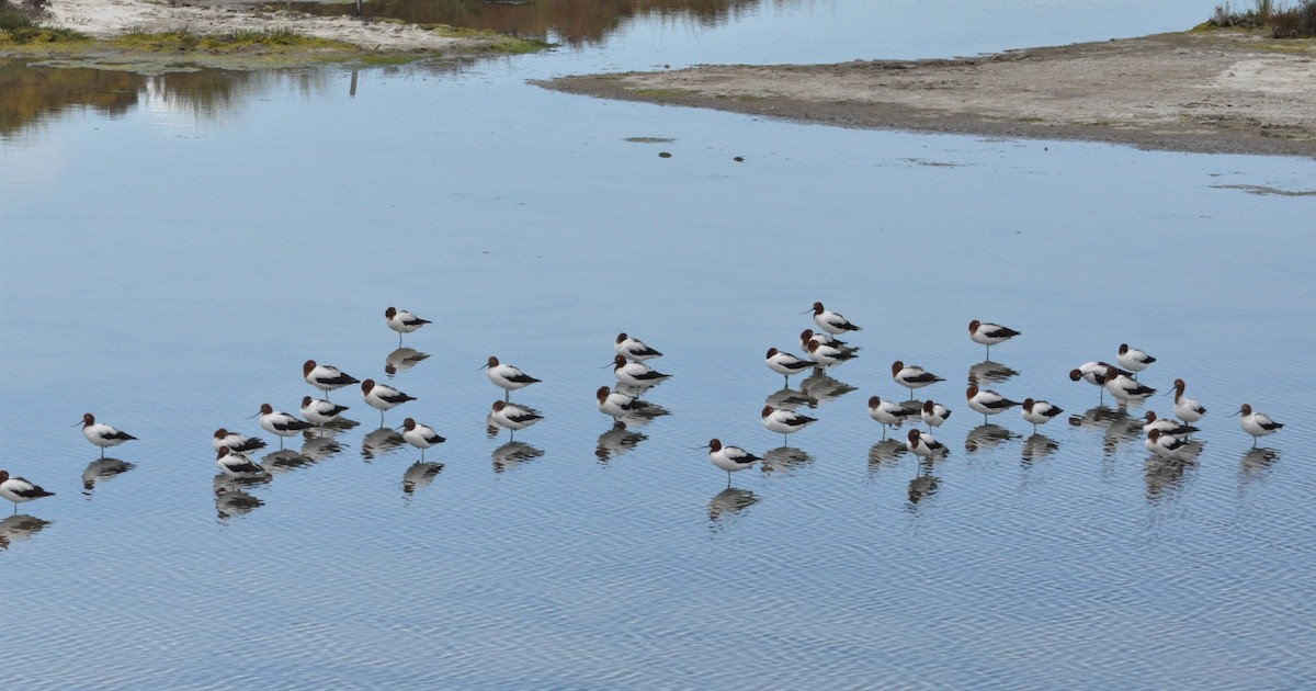 Avocette d'Australie - ML392370341