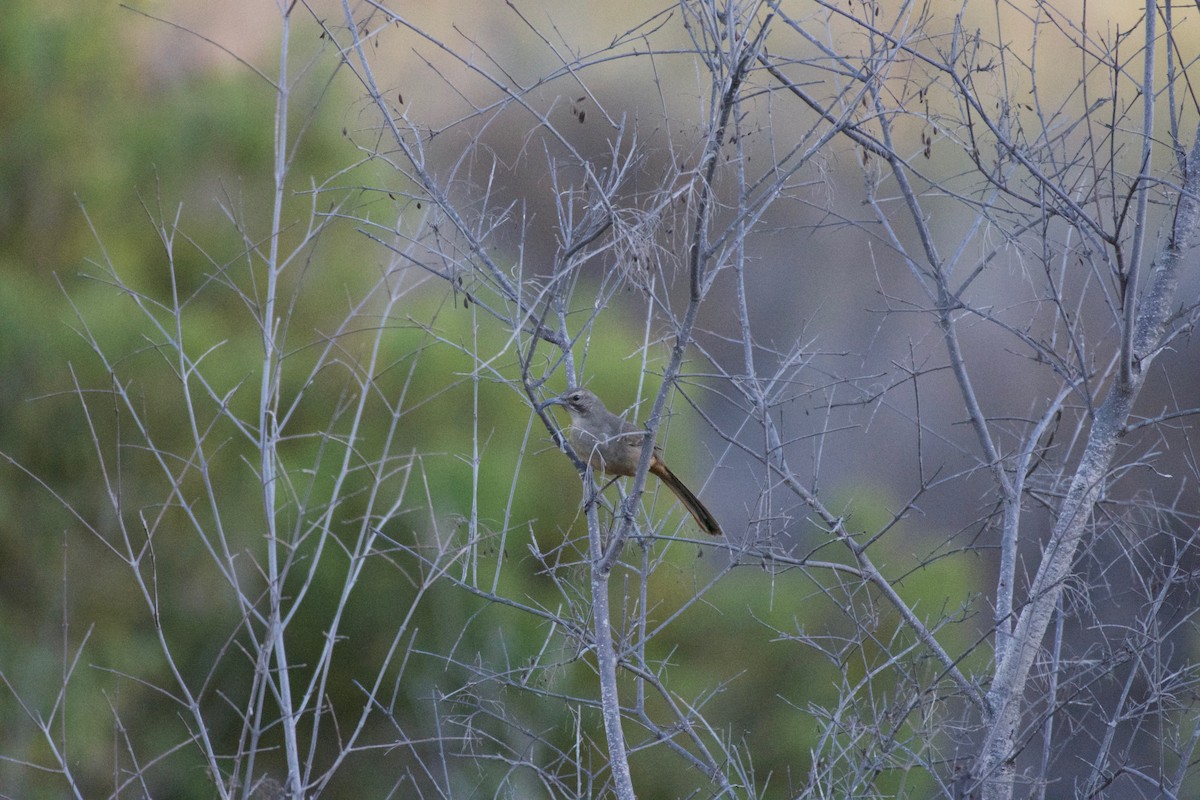 California Thrasher - ML392371551