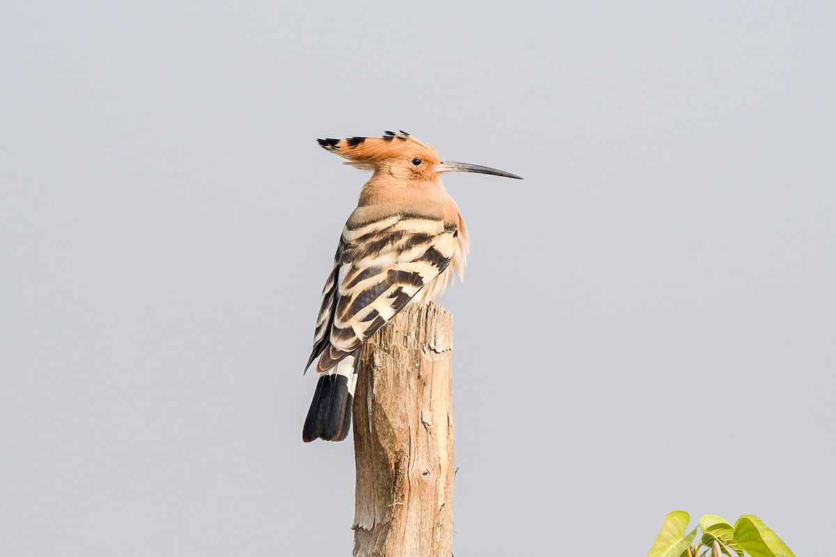 Eurasian Hoopoe - ML392372041