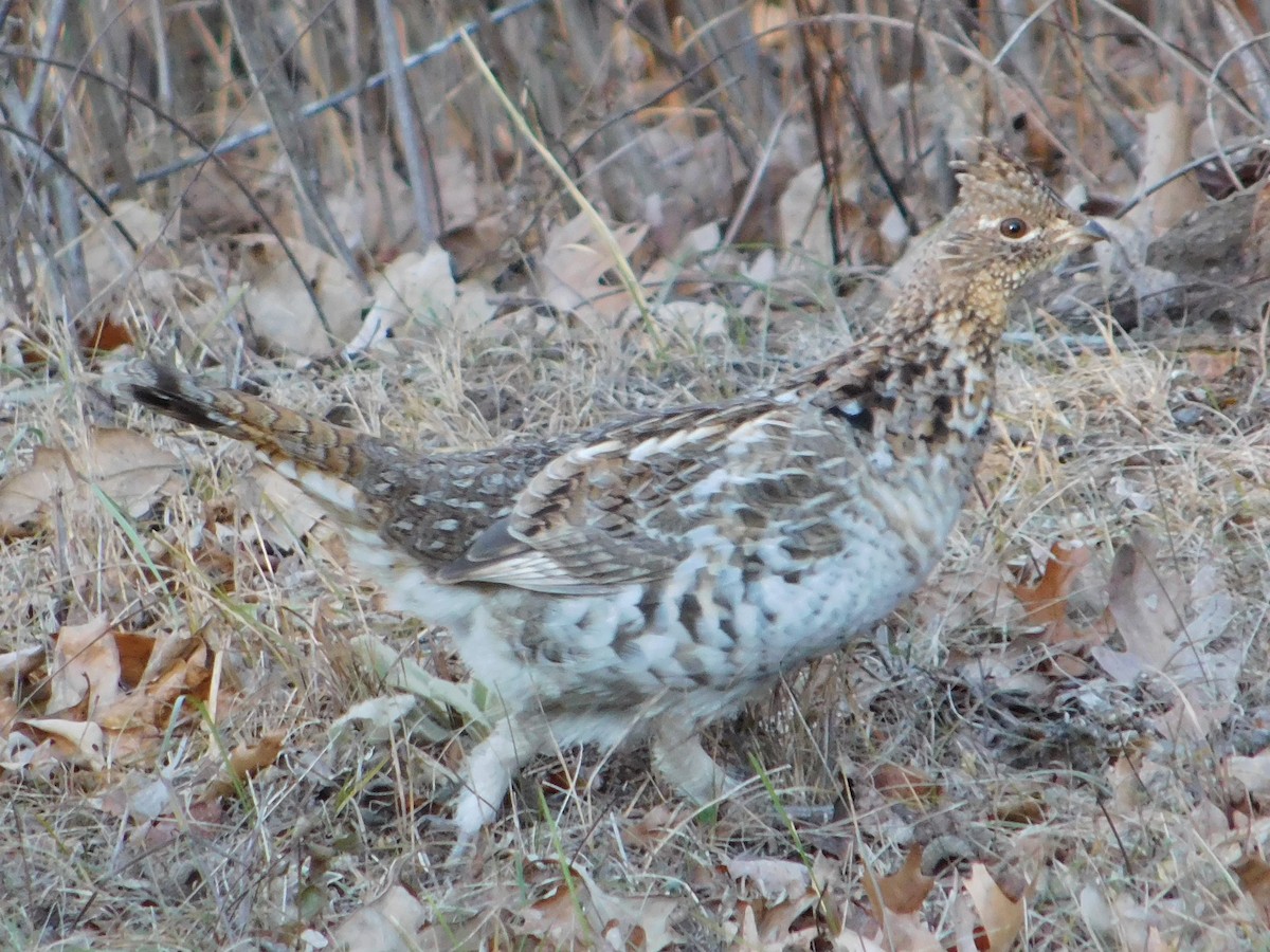 Ruffed Grouse - ML392374201