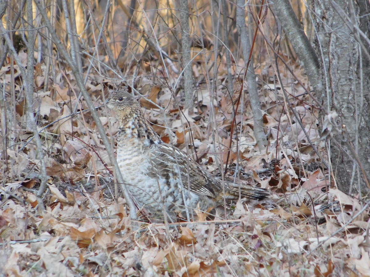 Ruffed Grouse - ML392374521