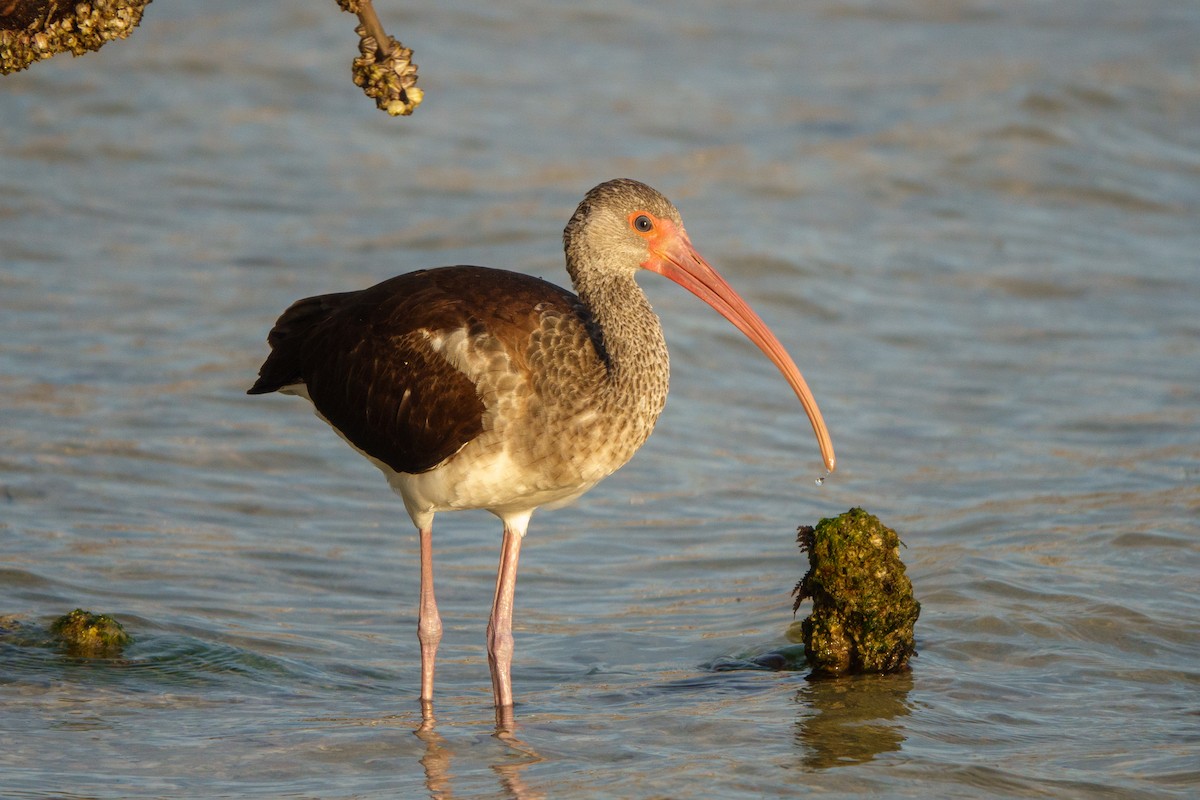 White Ibis - ML392374551