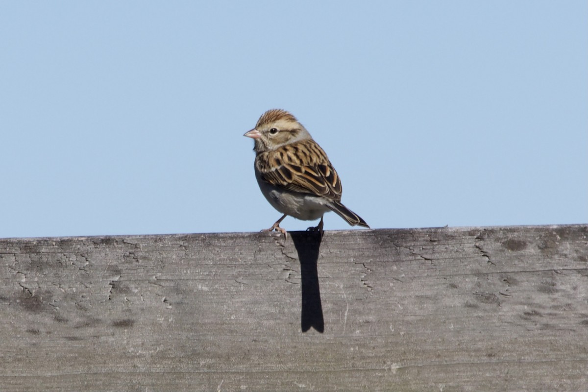 Chipping Sparrow - ML392375431