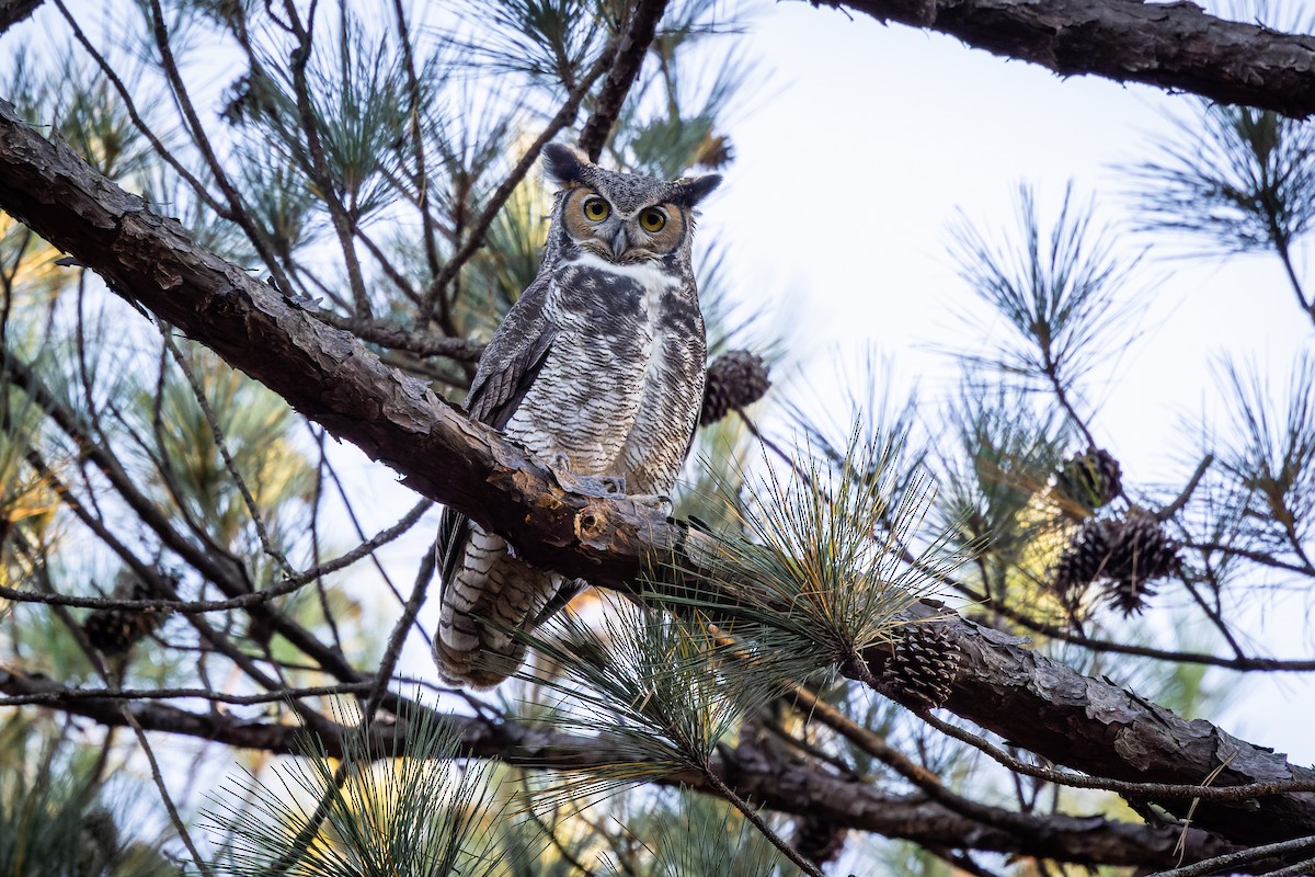Great Horned Owl - ML392375881