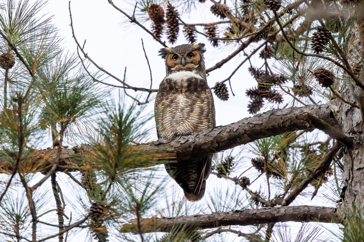 Great Horned Owl - ML392375891