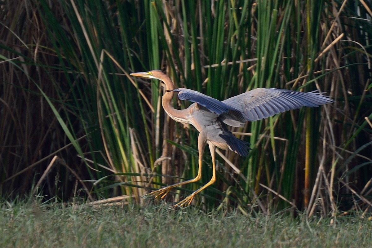 Purple Heron - ML39237601