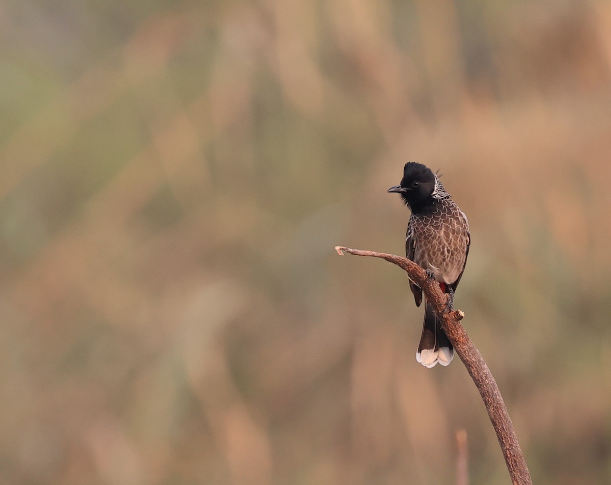Red-vented Bulbul - ML392377501