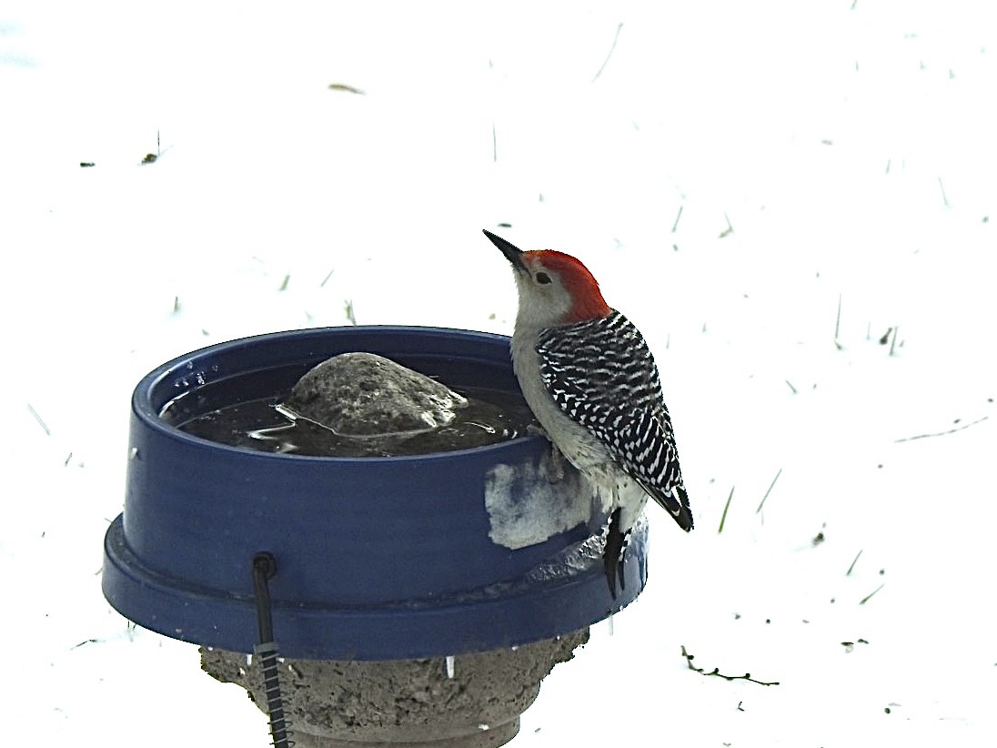 Red-bellied Woodpecker - ML392378321