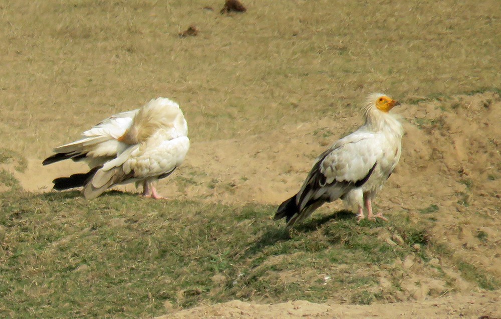 Egyptian Vulture - ML392378861