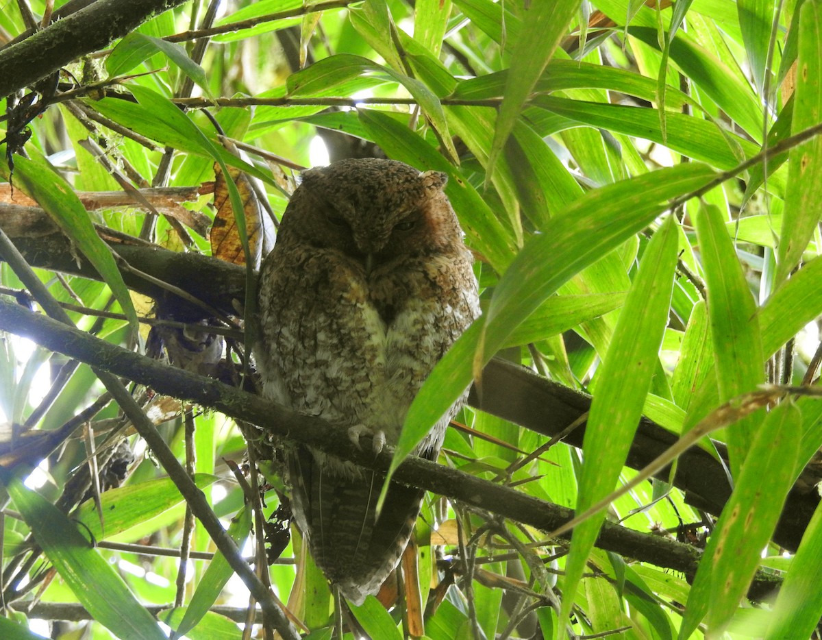 Bare-shanked Screech-Owl - Mercedes Alpizar