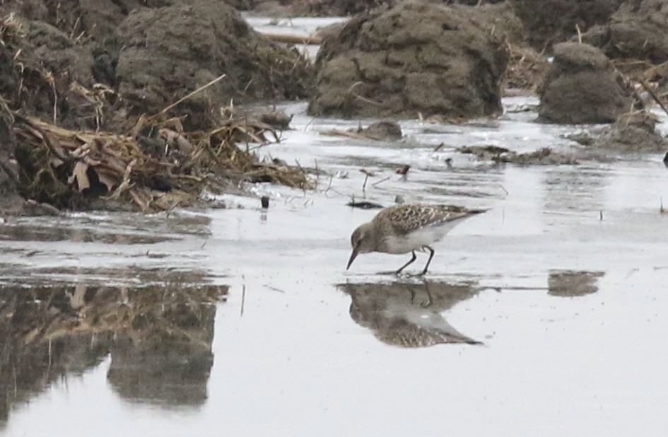 Weißbürzel-Strandläufer - ML392380991