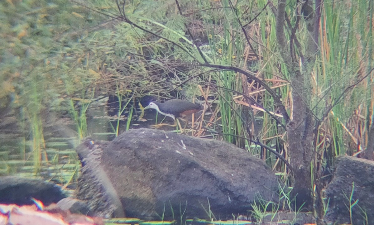 White-breasted Waterhen - ML392381261