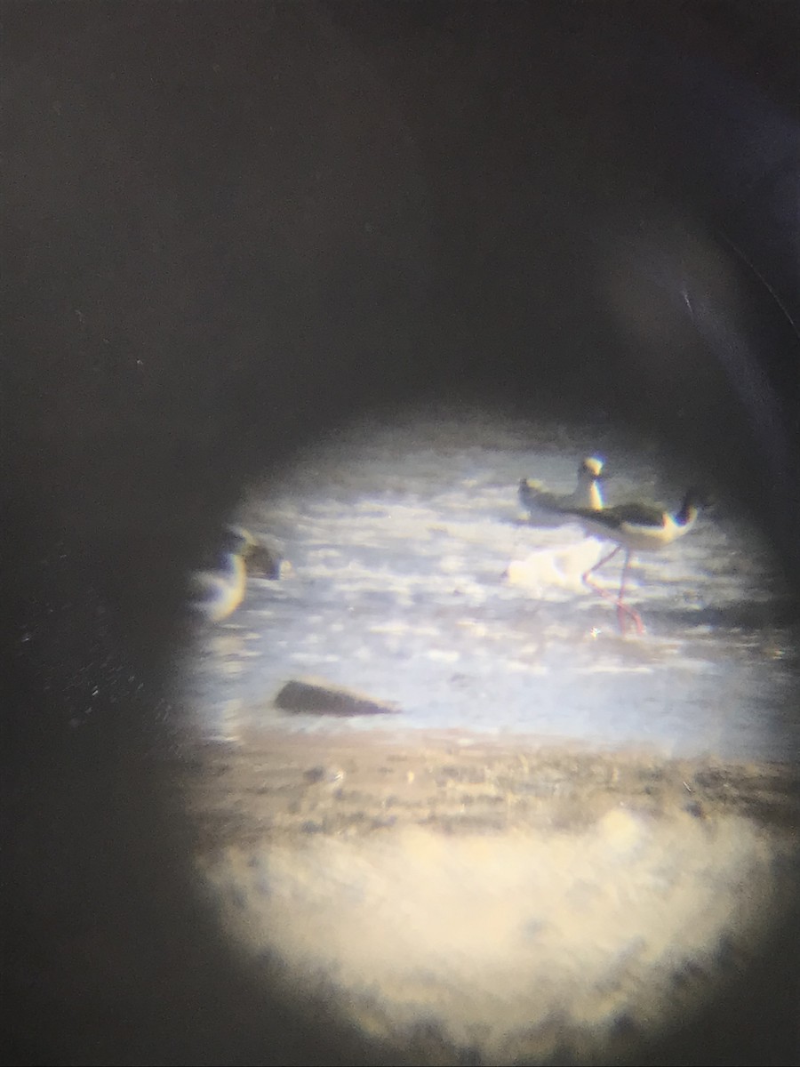 Black-necked Stilt - Bob A