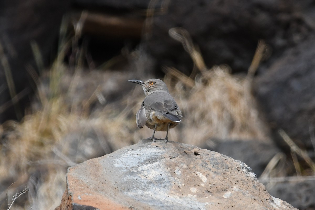 Curve-billed Thrasher (curvirostre Group) - ML392382271