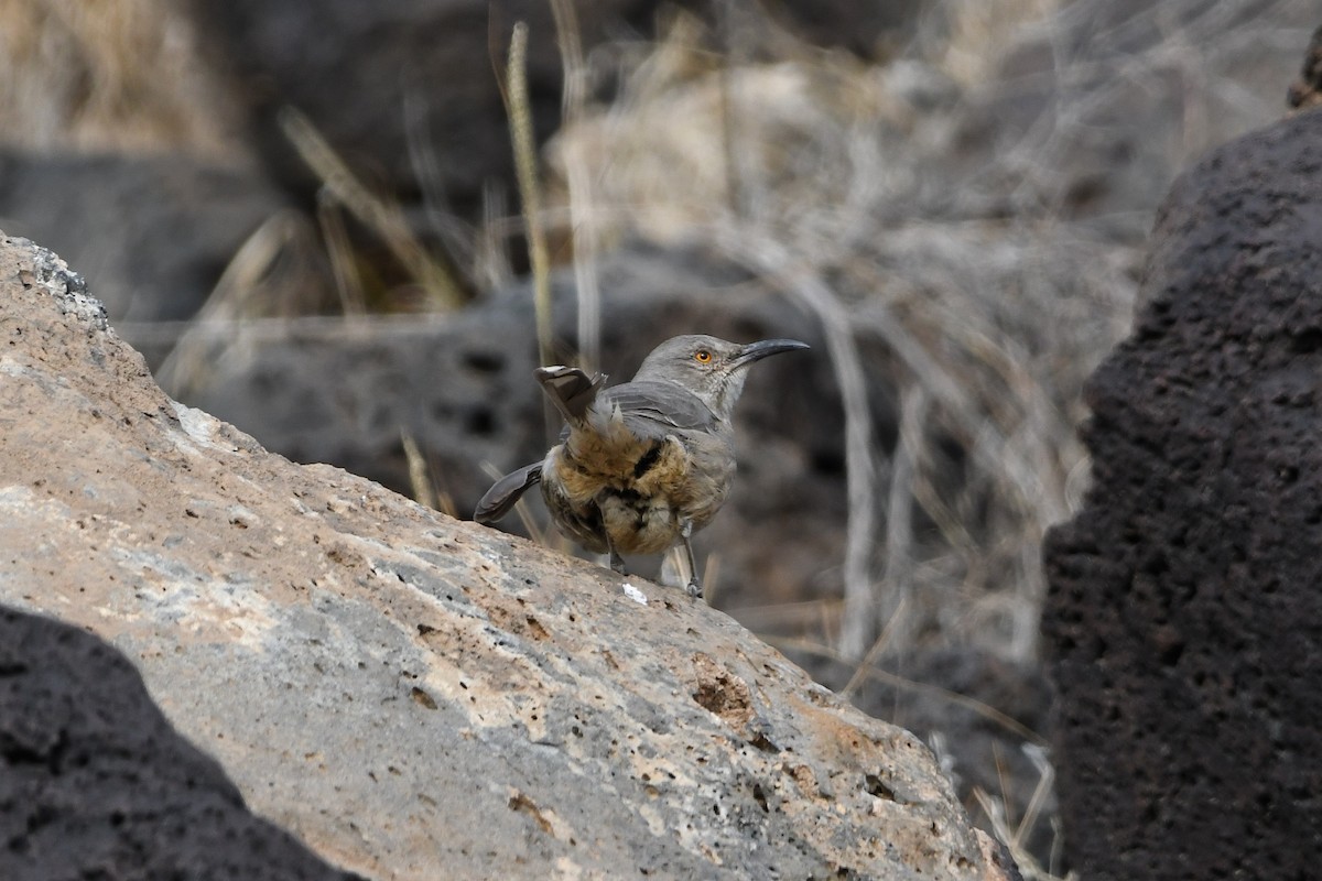 Curve-billed Thrasher (curvirostre Group) - Dan O'Brien