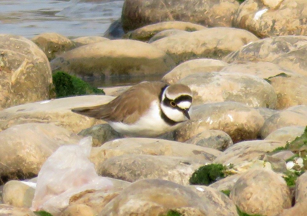 Little Ringed Plover - ML392382701