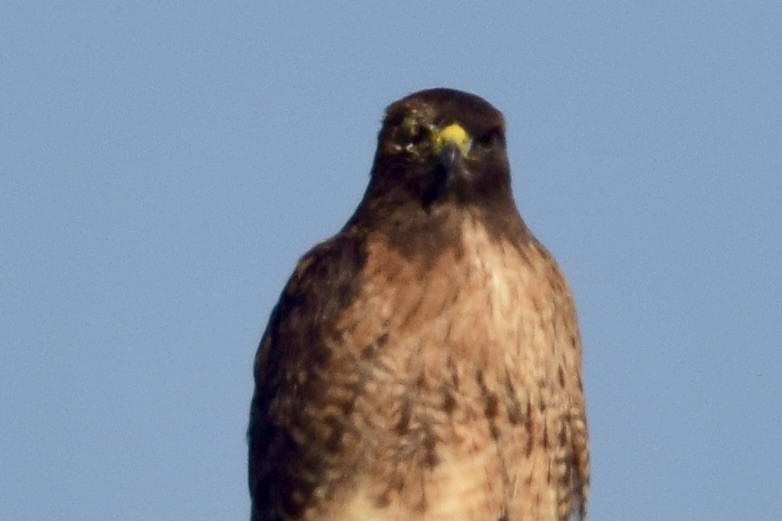 Red-tailed Hawk - Philip Fiorio