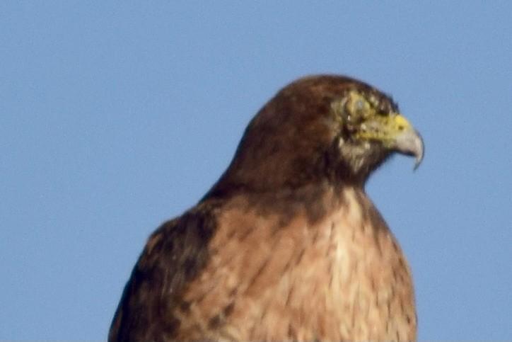 Red-tailed Hawk - ML392382761