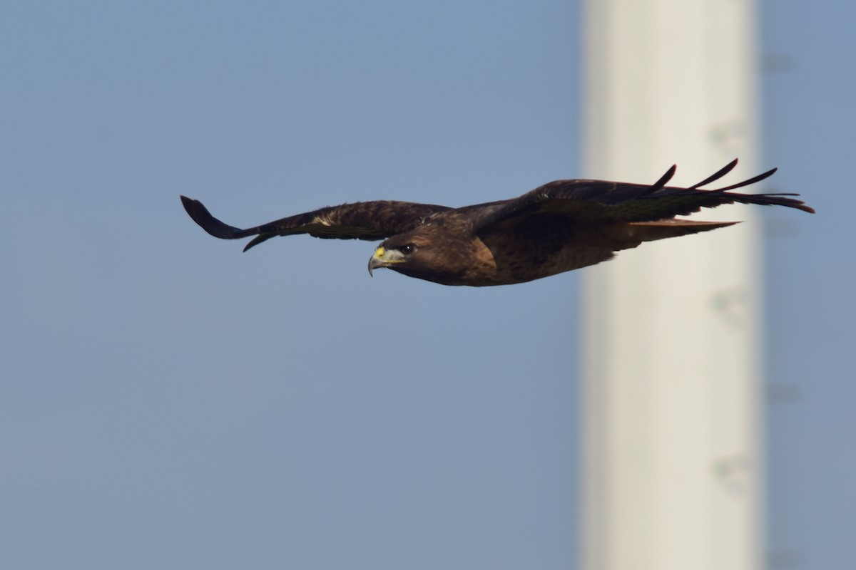 Red-tailed Hawk - Philip Fiorio