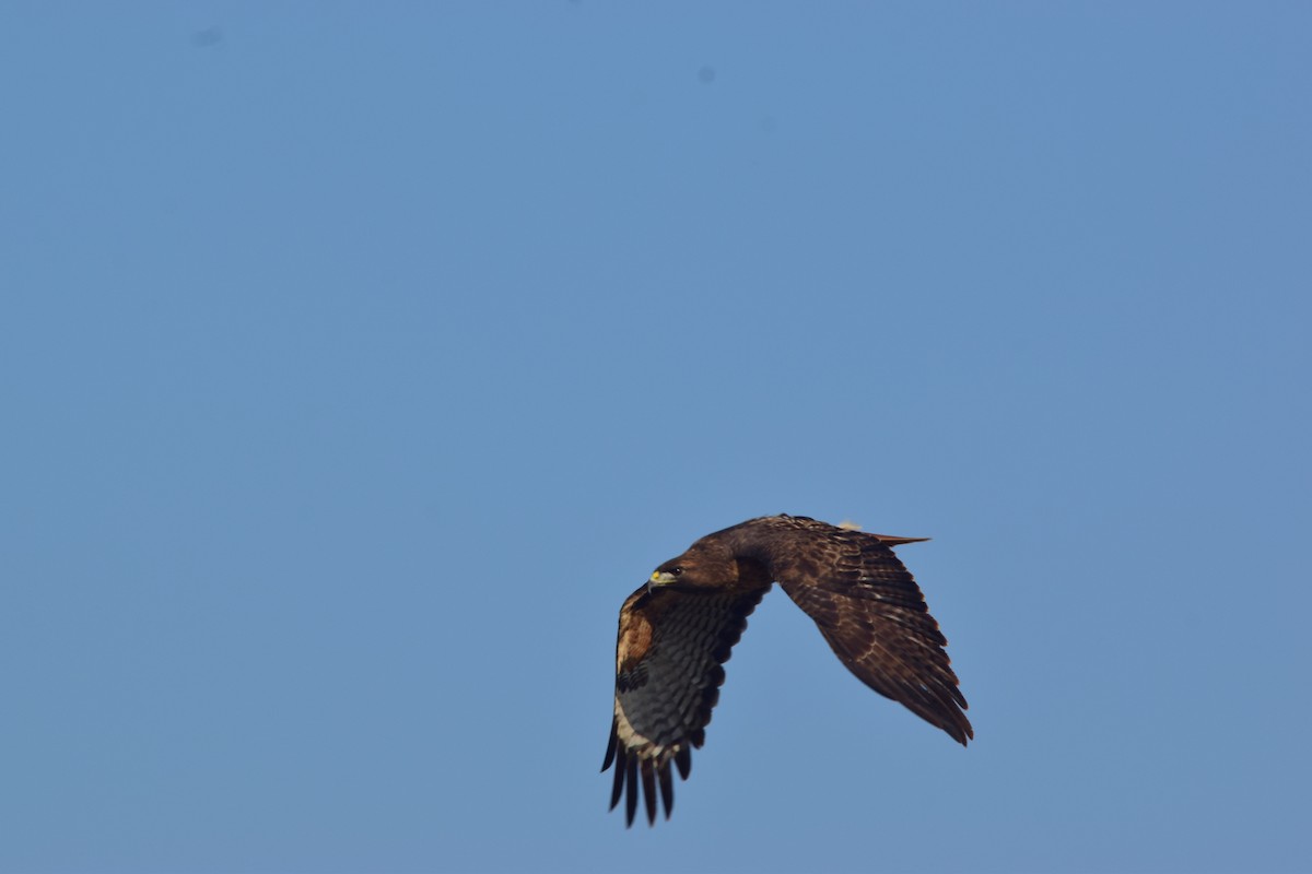 Red-tailed Hawk - ML392382841