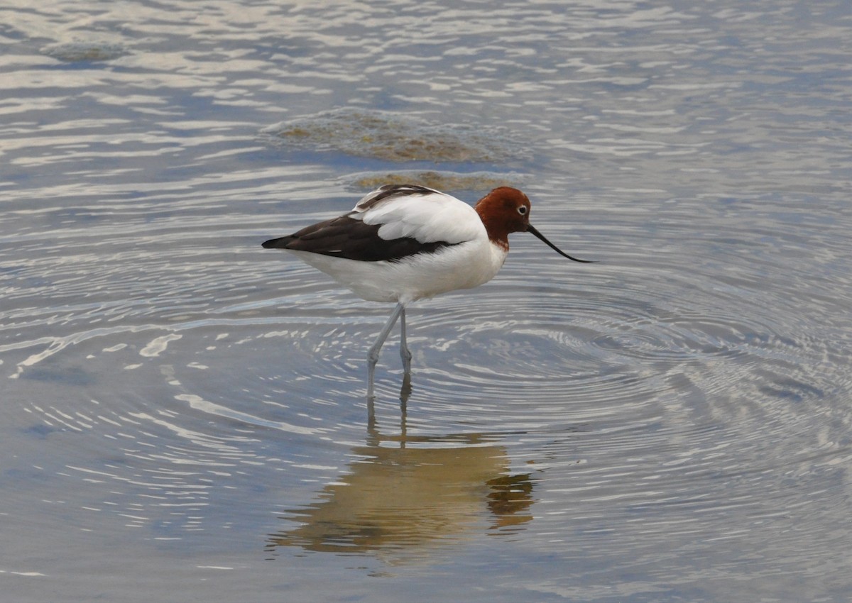 Red-necked Avocet - ML392383571