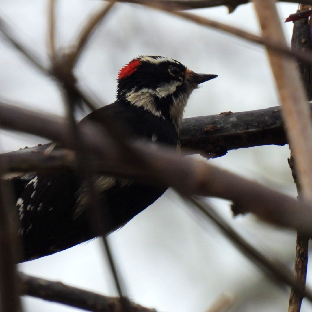Downy Woodpecker - ML392384551