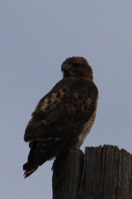 Red-tailed Hawk - ML392384781