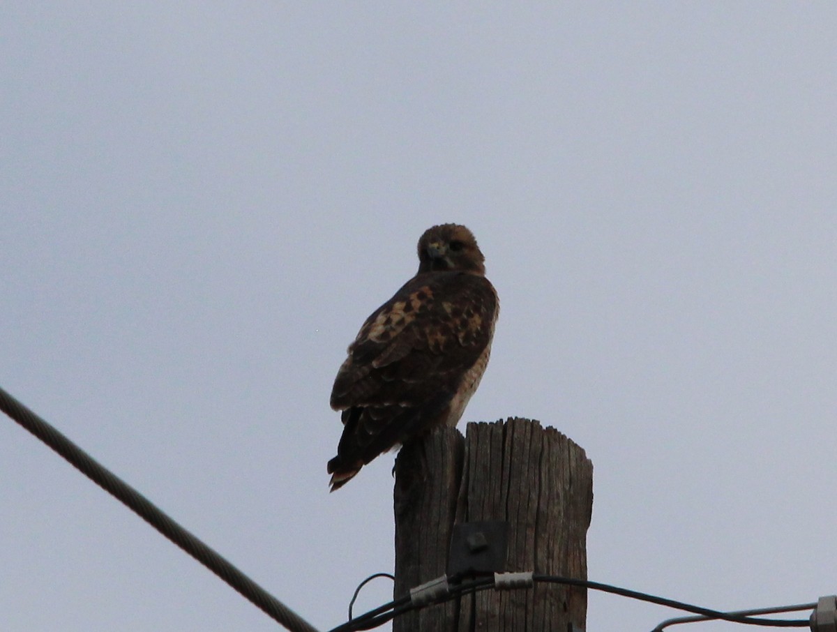 Red-tailed Hawk - ML392384791