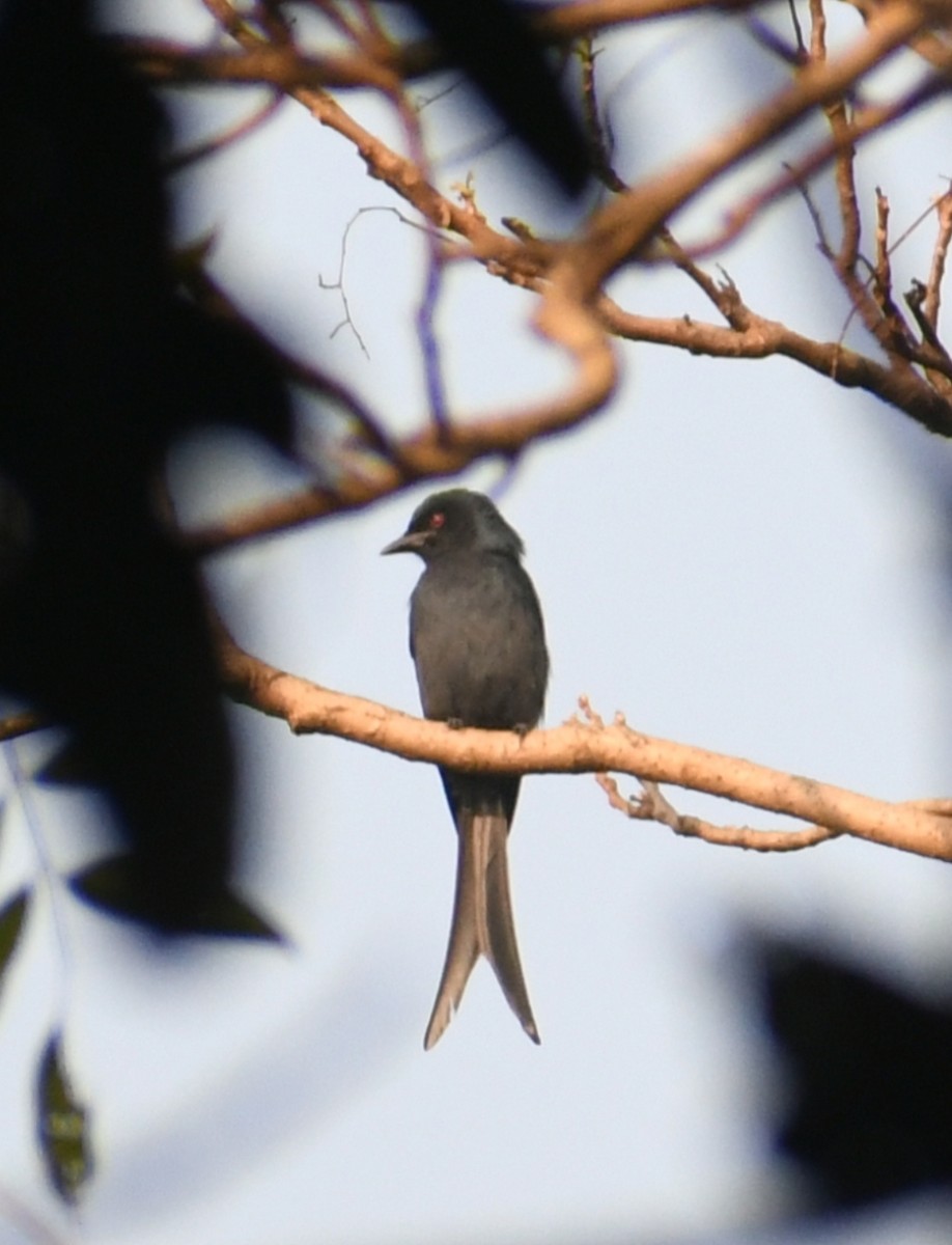 Kül Rengi Drongo - ML392385191